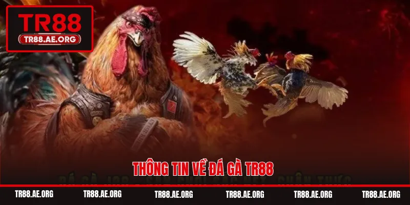 Thông tin về đá gà TR88