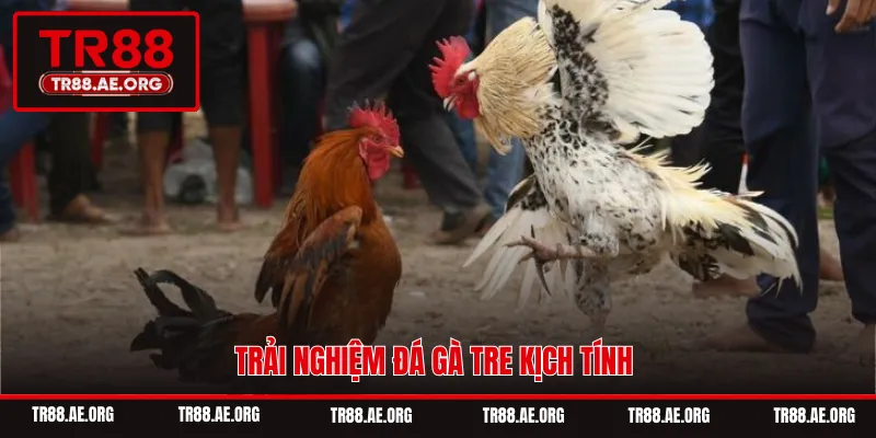 Trải nghiệm đá gà tre kịch tính